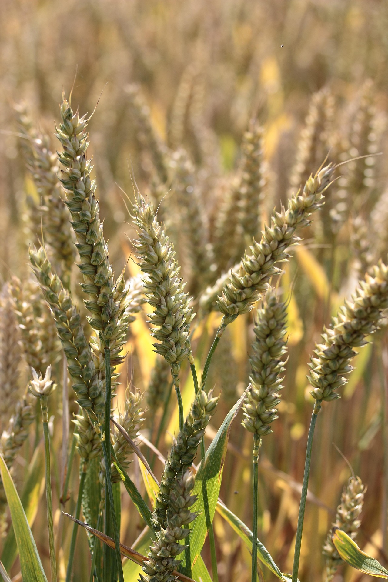 grain-field-7428075_1920