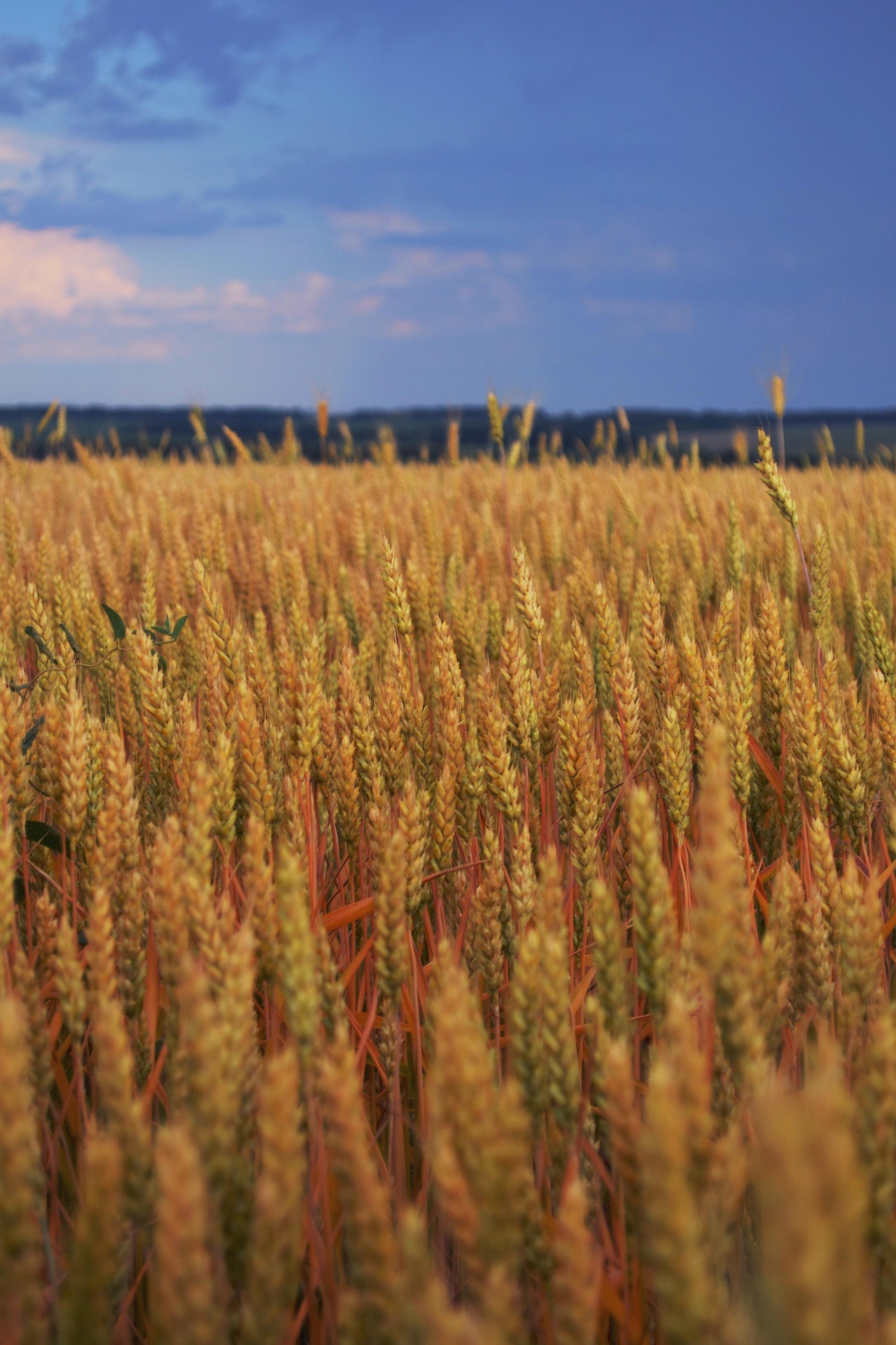 wheat-6708886_1920